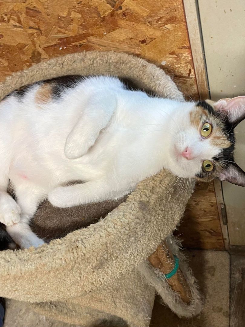 Mulberry Paws Jones, Adoptable, Adult Female Calico.