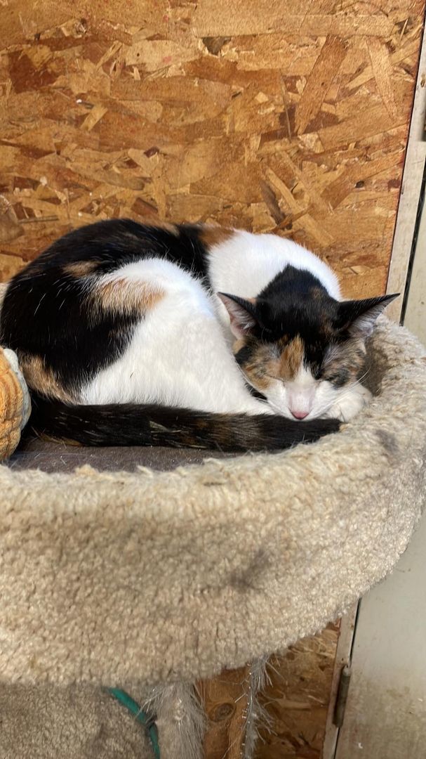 Enlarge Mulberry Paws Jones, a Adoptable Calico in Indianapolis, IN image 2/8