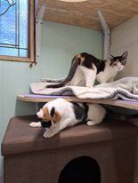 Enlarge Mulberry Paws Jones, a Adoptable Calico in Indianapolis, IN image 3/8