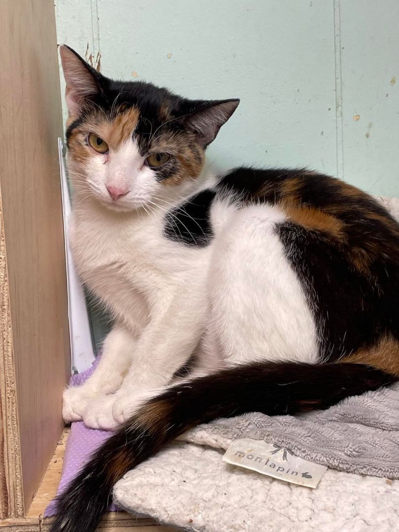 Enlarge Mulberry Paws Jones, a Adoptable Calico in Indianapolis, IN image 4/8