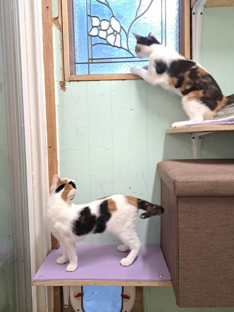 Enlarge Mulberry Paws Jones, a Adoptable Calico in Indianapolis, IN image 5/8