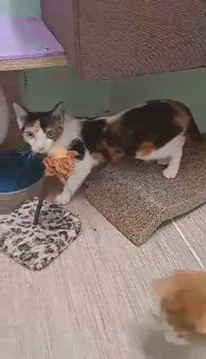Enlarge Mulberry Paws Jones, a Adoptable Calico in Indianapolis, IN video 6/8
