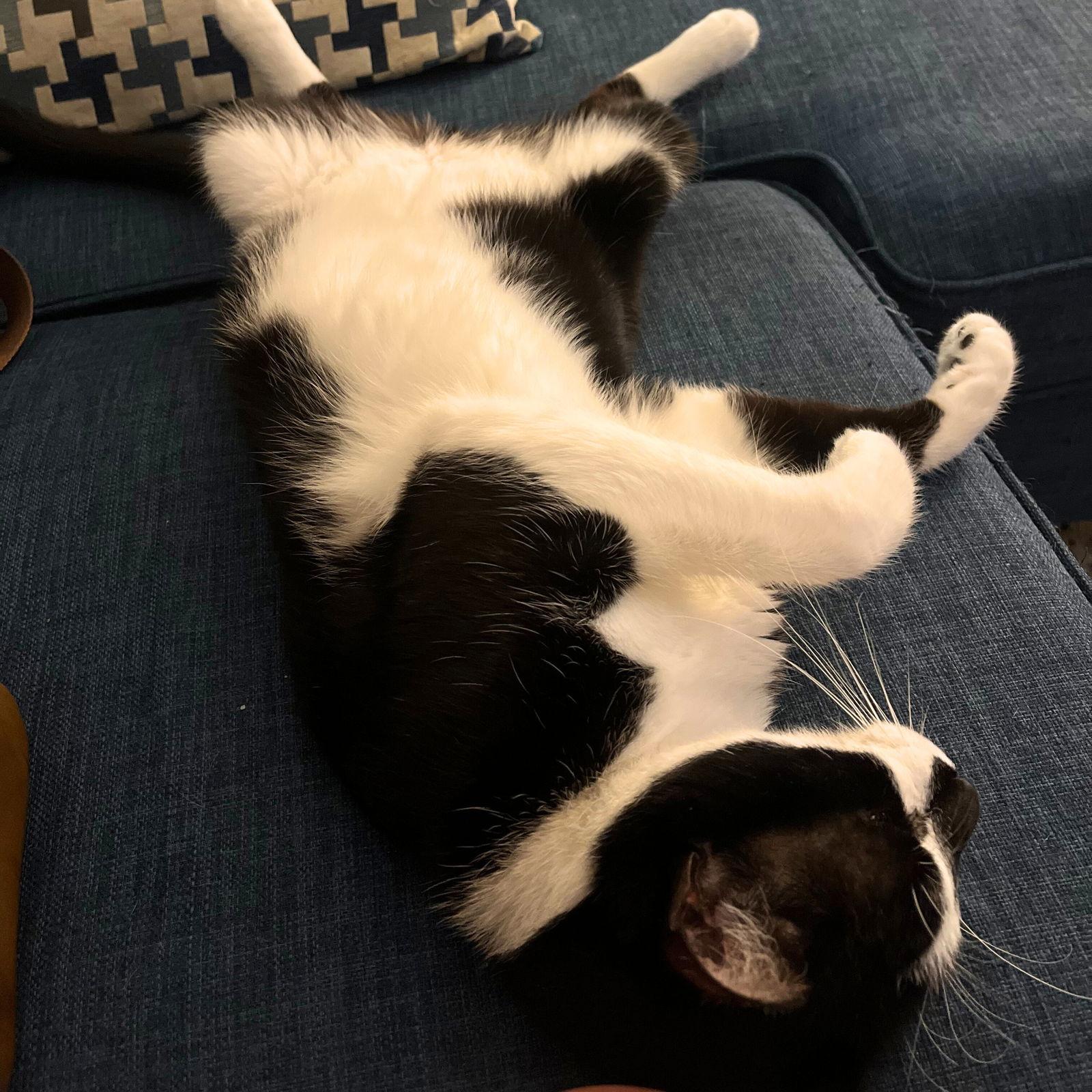 Enlarge Spider Man, a Adoptable Domestic Short Hair in Brooklyn, NY image 1/3