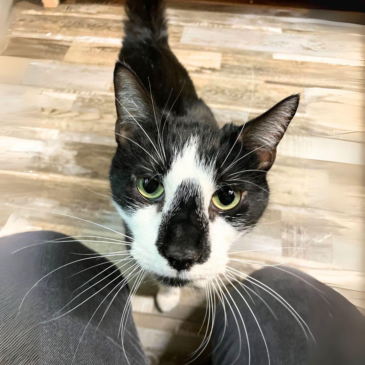 Enlarge Spider Man, a Adoptable Domestic Short Hair in Brooklyn, NY image 2/3