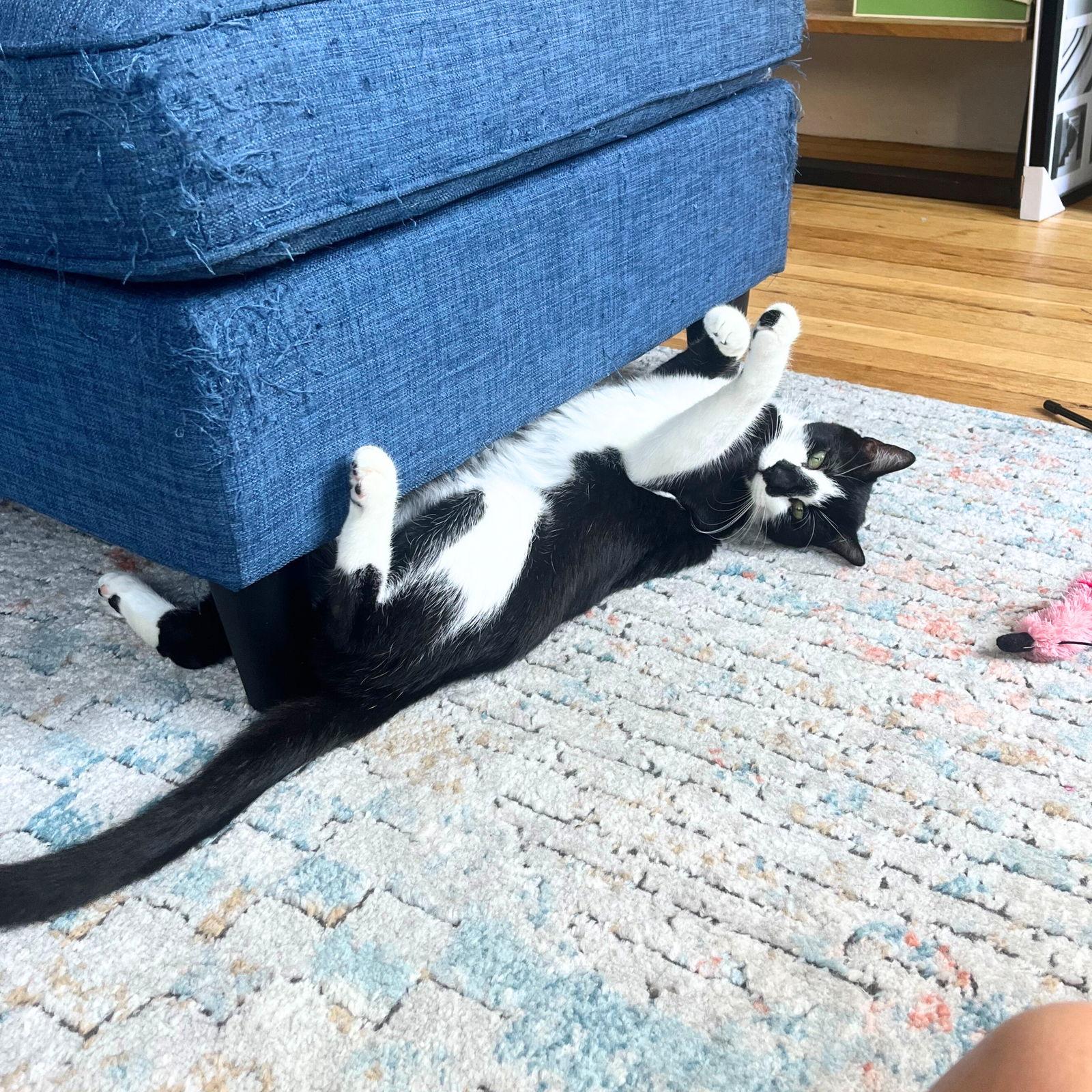 Spider Man, Adoptable, Adult Male Domestic Short Hair.