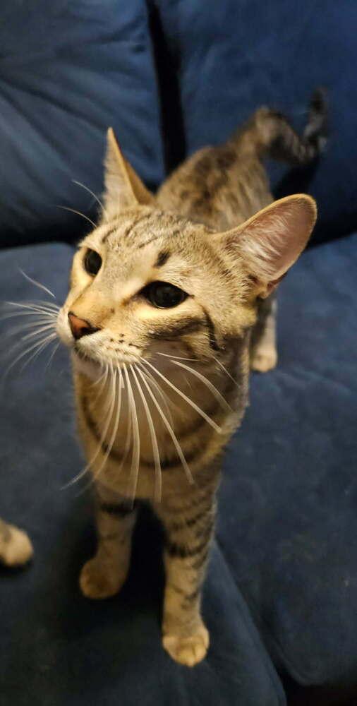 Enlarge Garbanzo, a Adoptable Domestic Medium Hair in Orlando, FL image 1/1