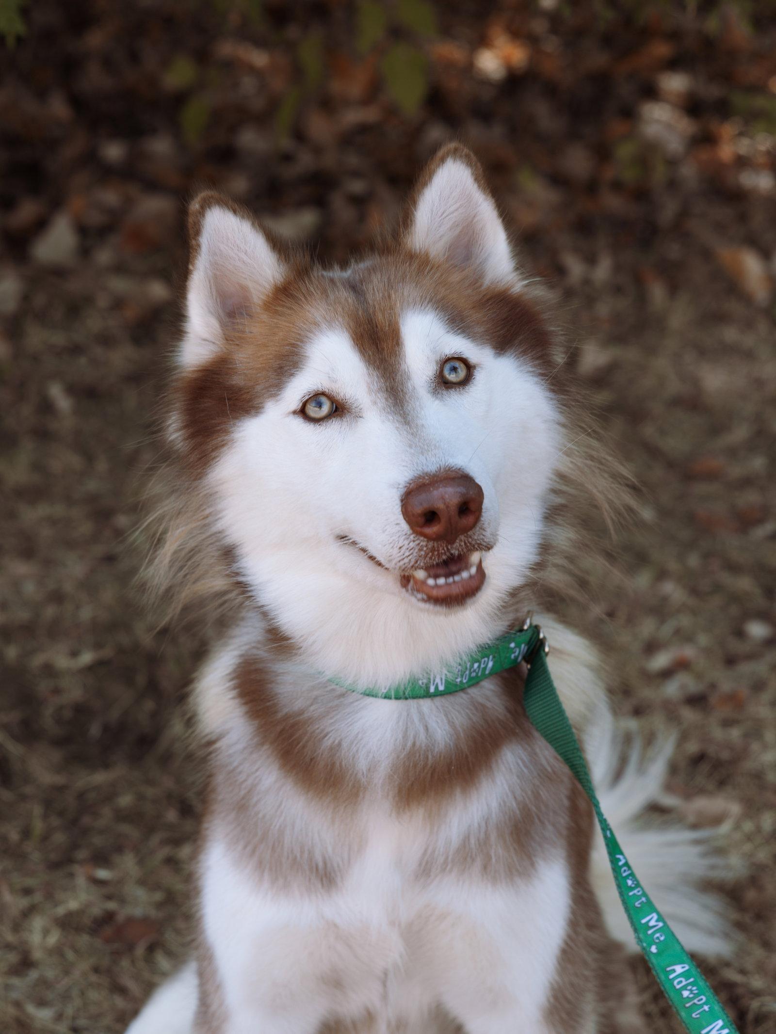 Willem *Foster Needed*, Adoptable, Young Male Siberian Husky.