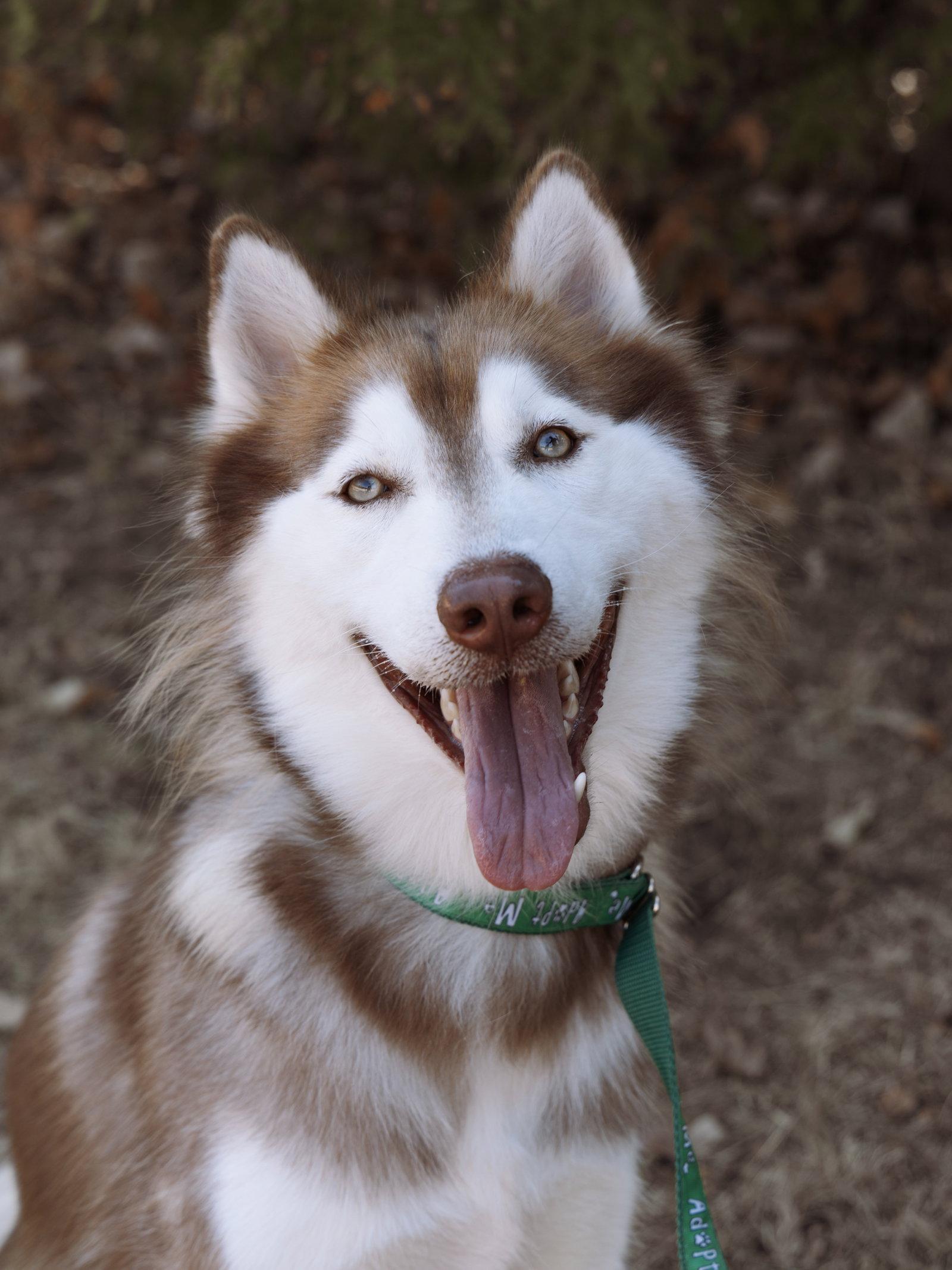 Willem *Foster Needed*, a Adoptable Siberian Husky in Carrollton, TX image 2/3