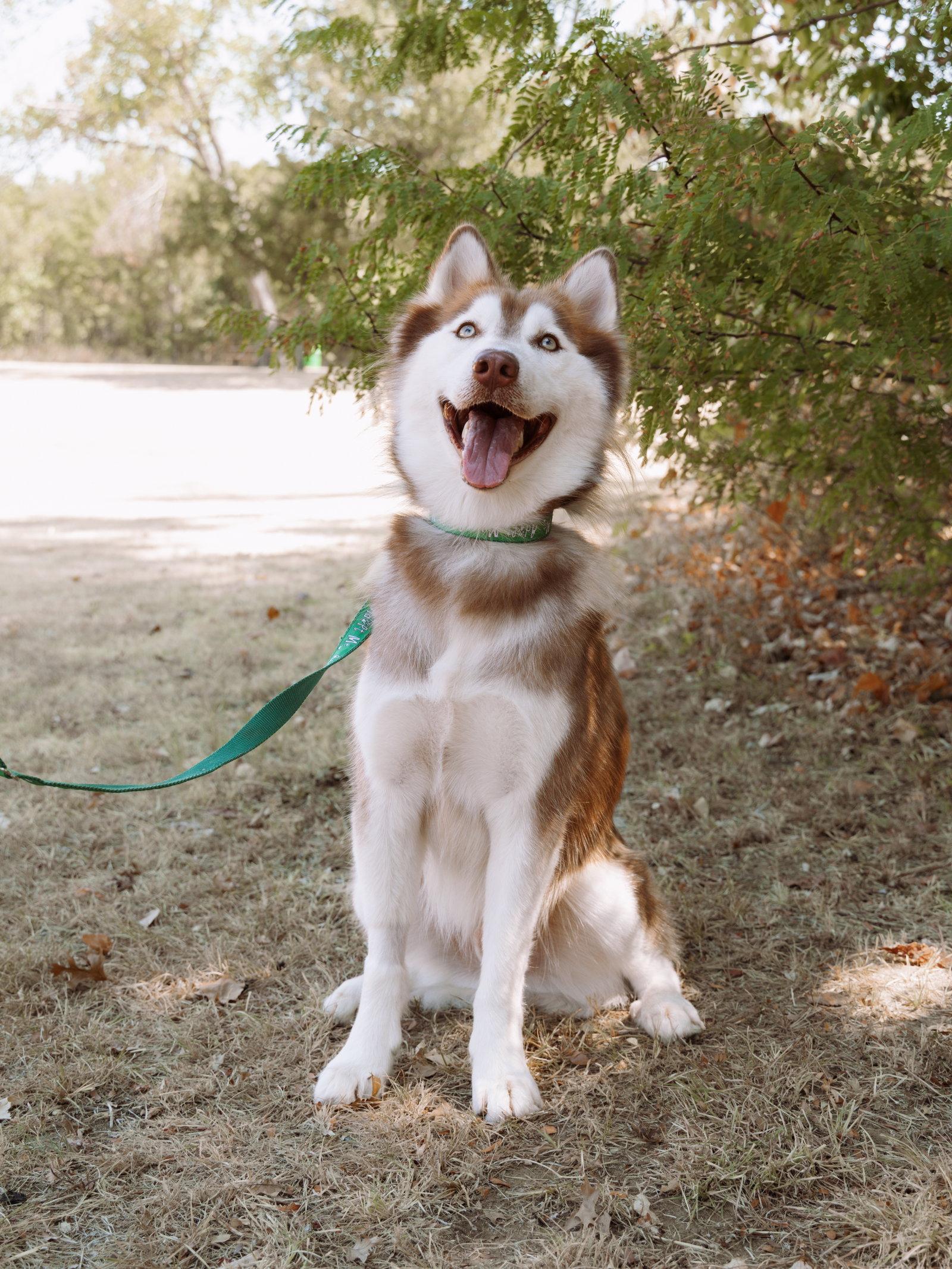 Willem *Foster Needed*, a Adoptable Siberian Husky in Carrollton, TX image 3/3