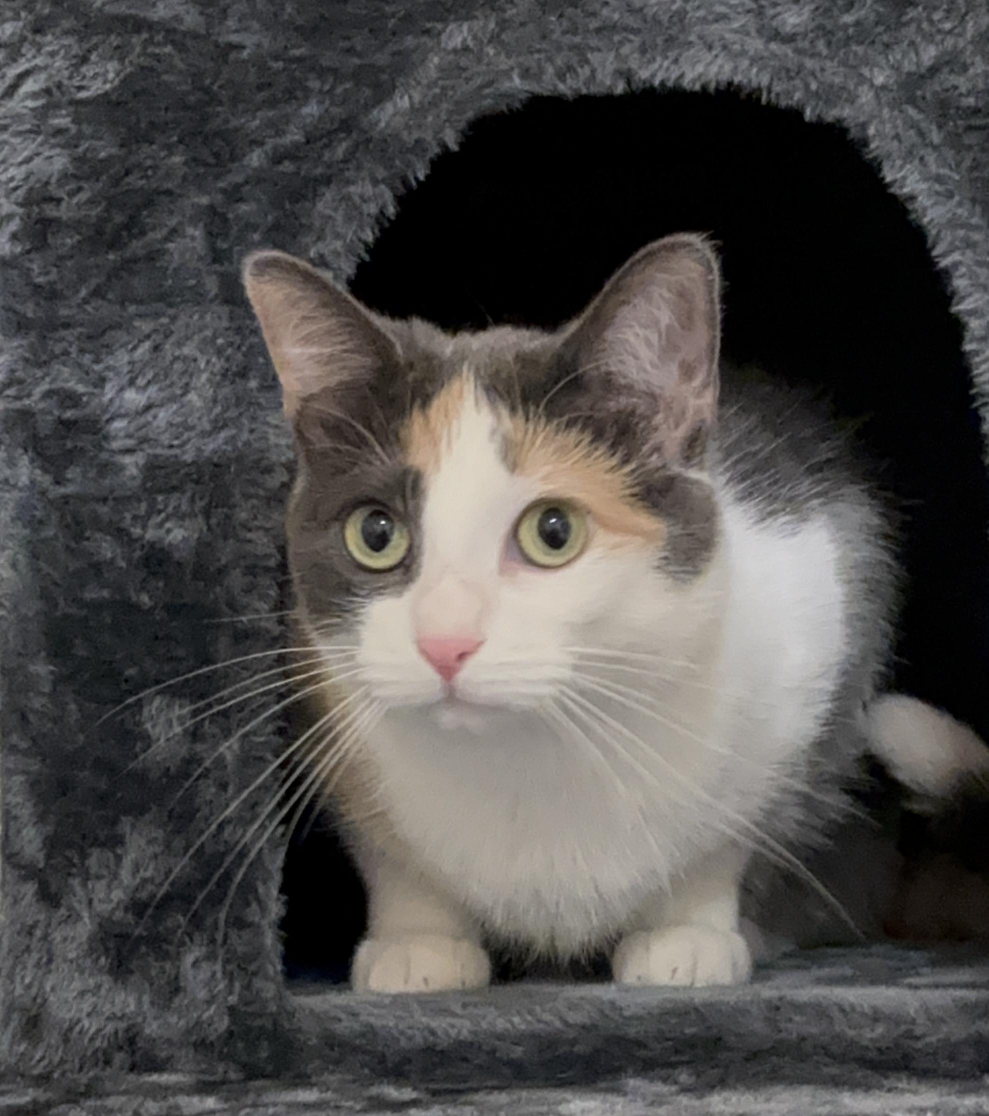 Luna, adopted, Adult Female Calico.