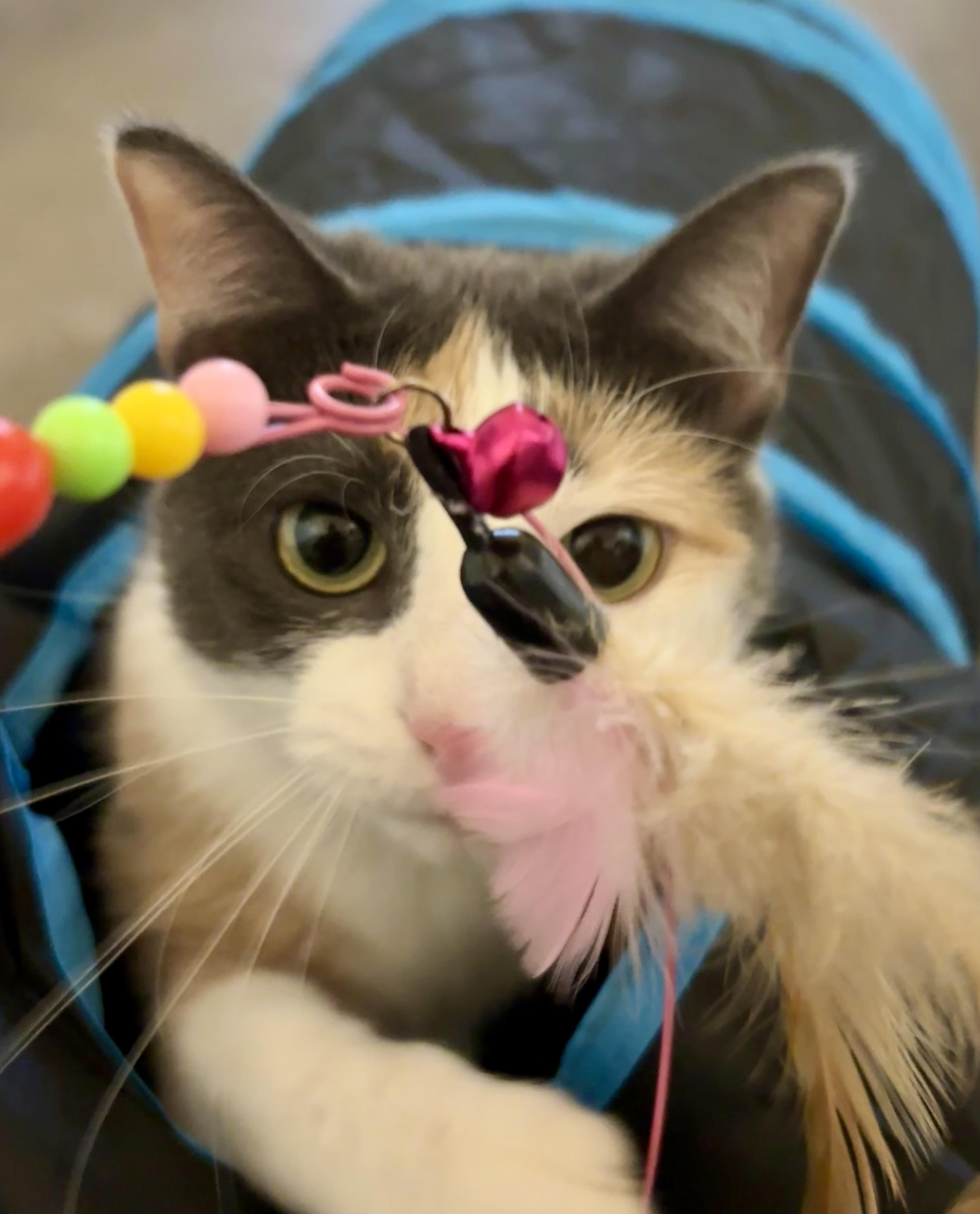 Enlarge Luna, an adopted Calico in Shenandoah, IA image 2/3