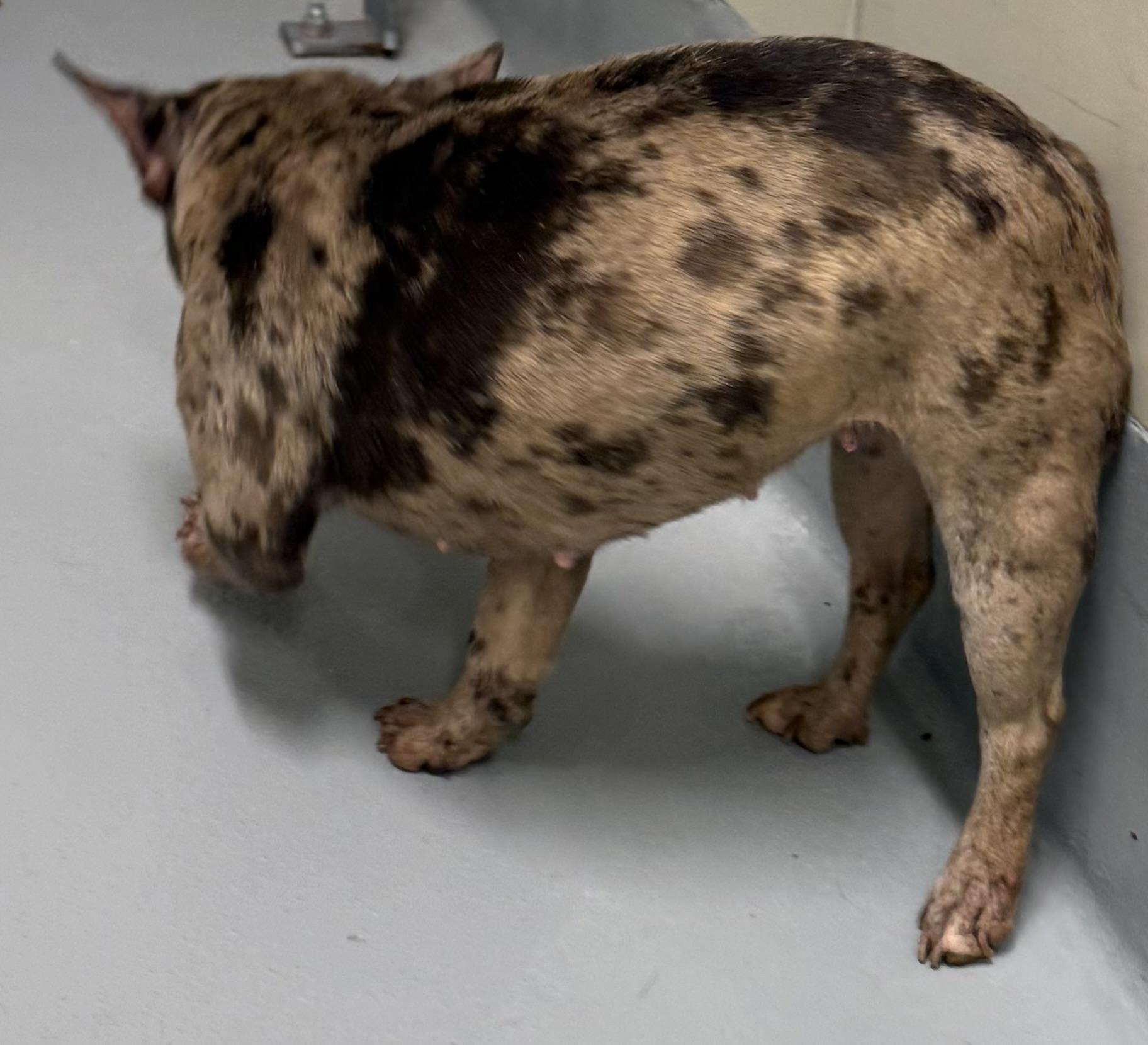 Miss Fancy, a Adopted French Bulldog in Grayson, GA image 4/4