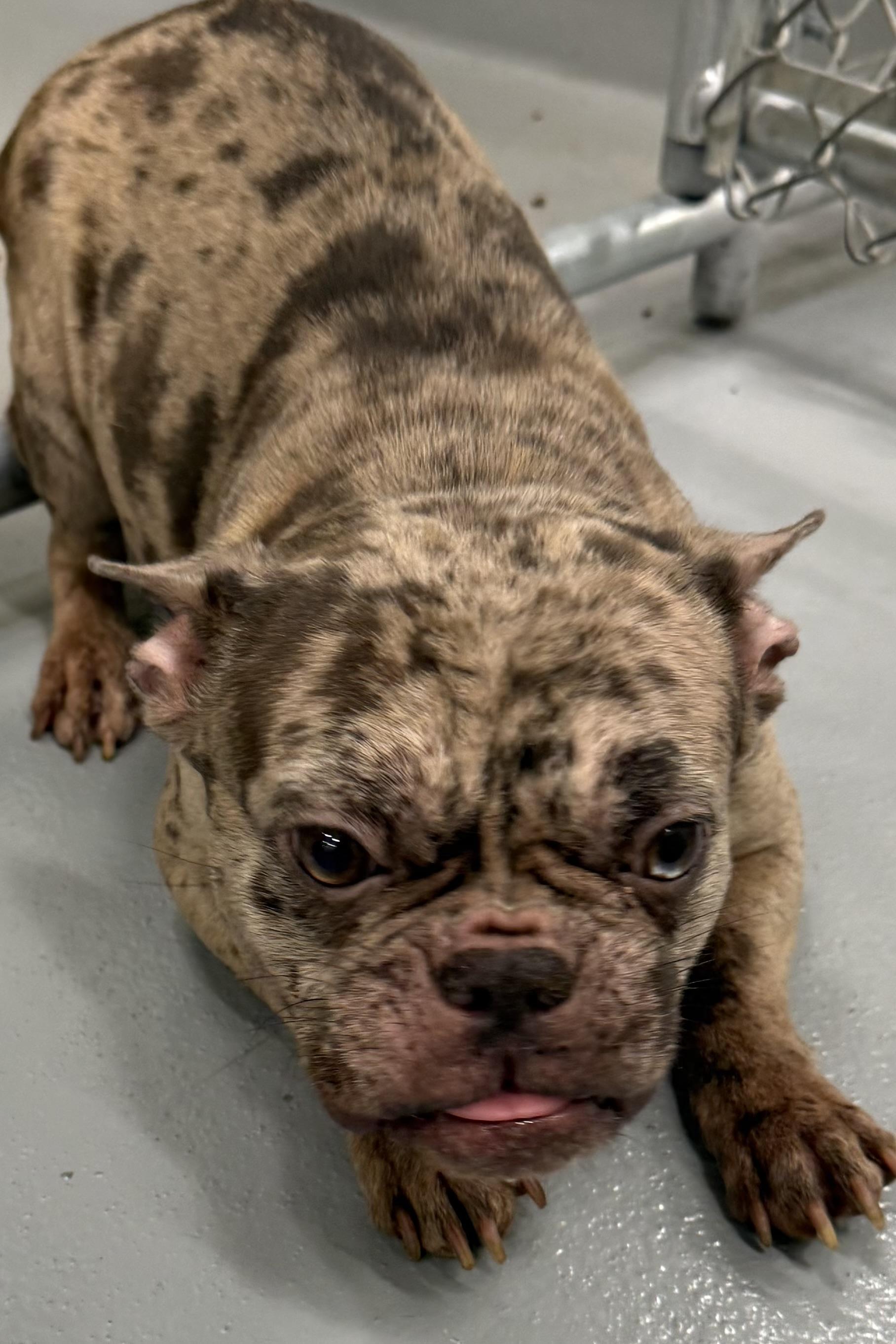 Miss Fancy, a Adopted French Bulldog in Grayson, GA image 2/4