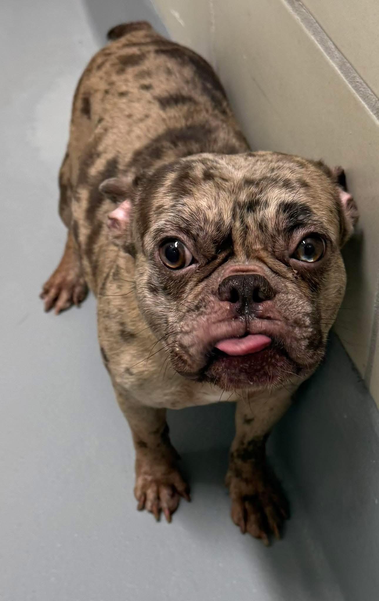 Miss Fancy, Adopted, Adult Female French Bulldog.