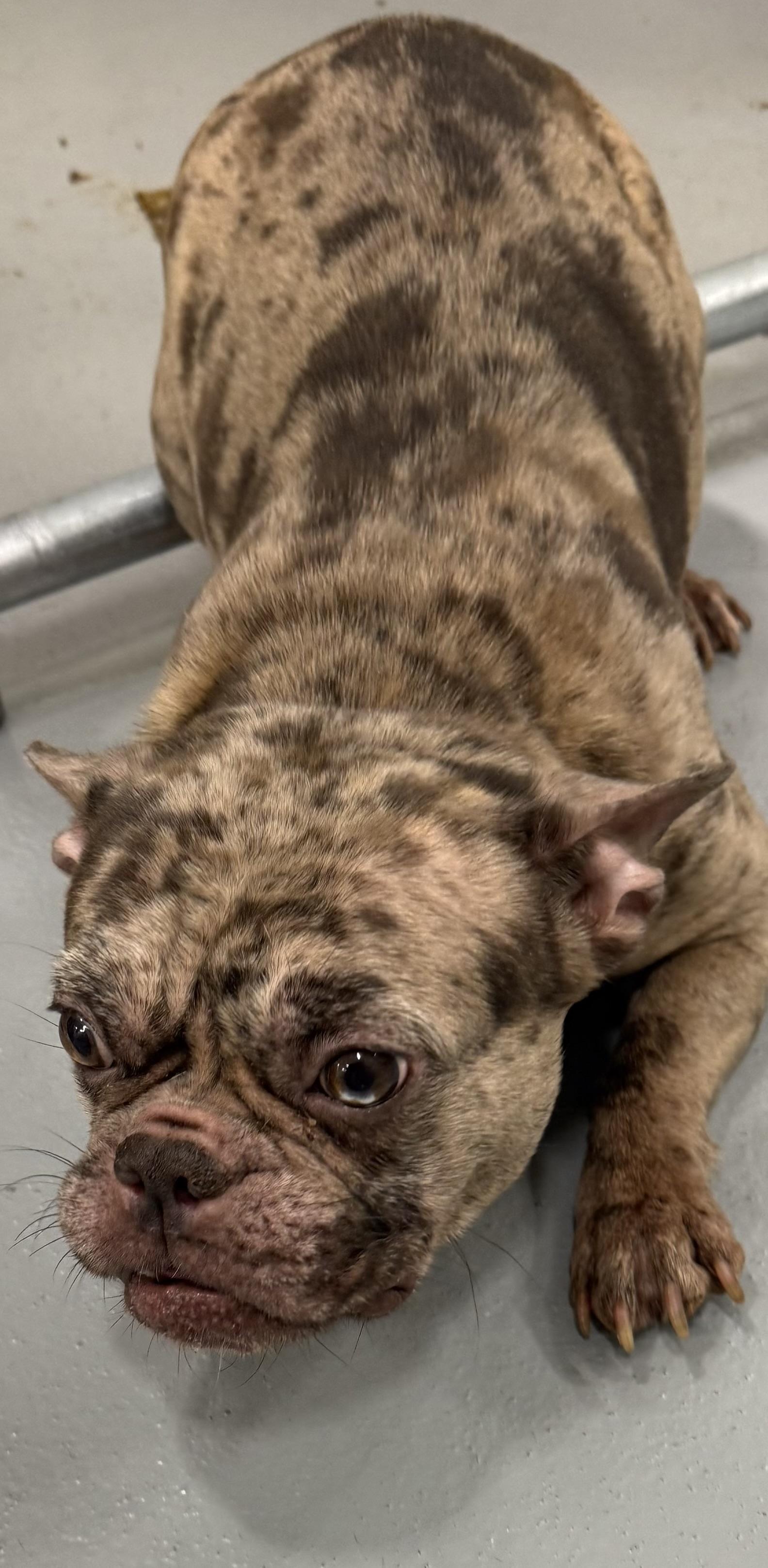Miss Fancy, a Adopted French Bulldog in Grayson, GA image 3/4