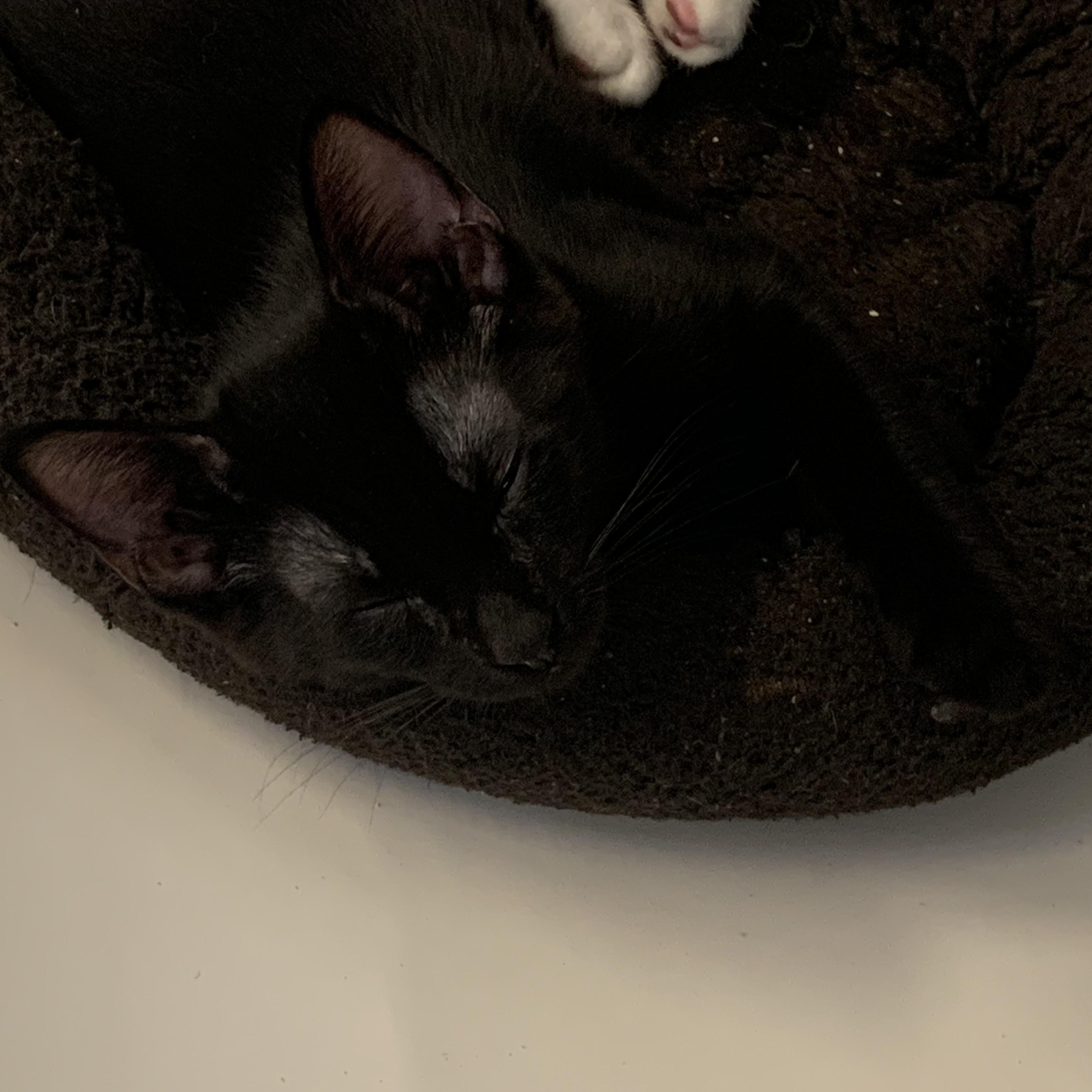 Enlarge Oak, a Adoptable Domestic Short Hair in Brooklyn, NY image 2/5