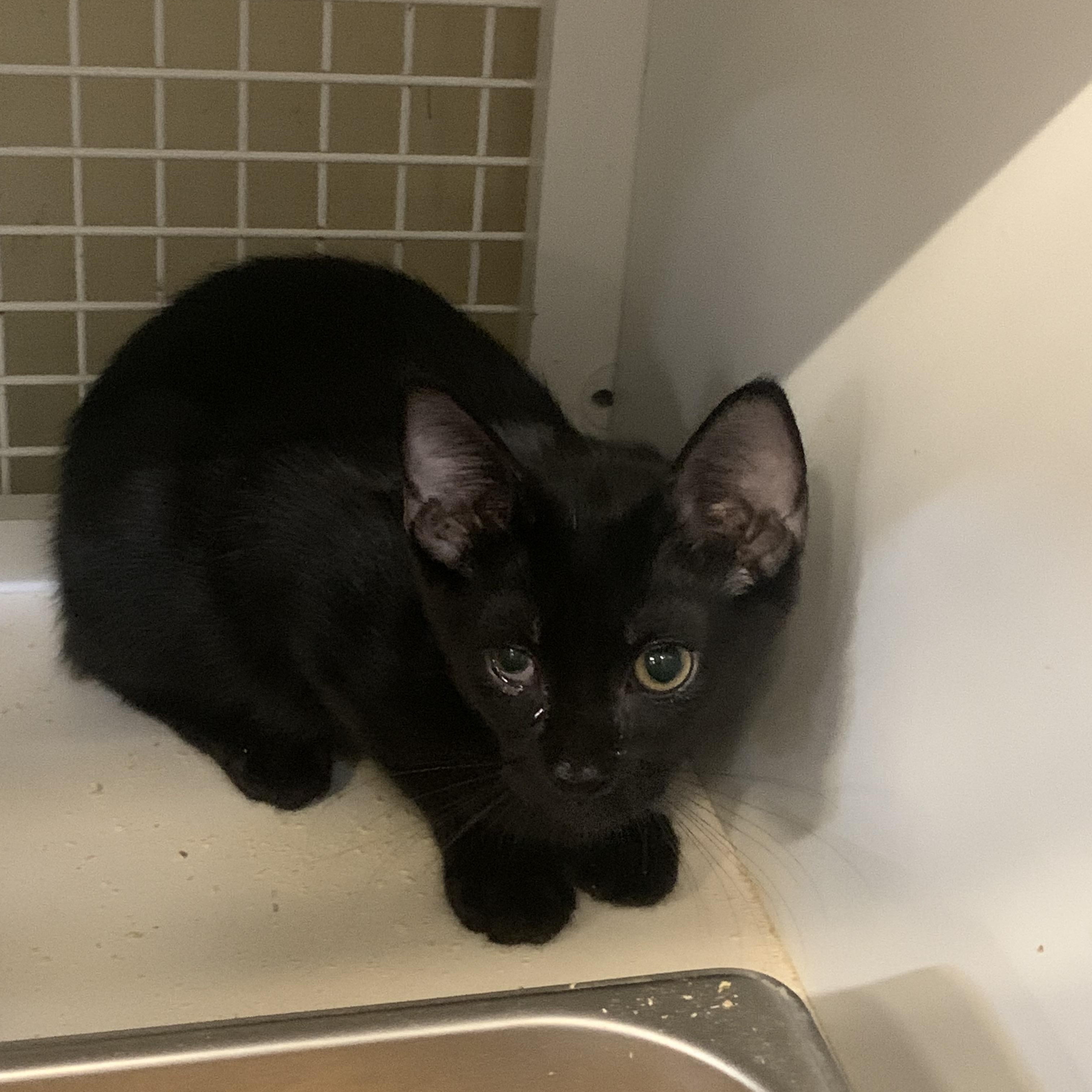 Enlarge Oak, a Adoptable Domestic Short Hair in Brooklyn, NY image 3/5