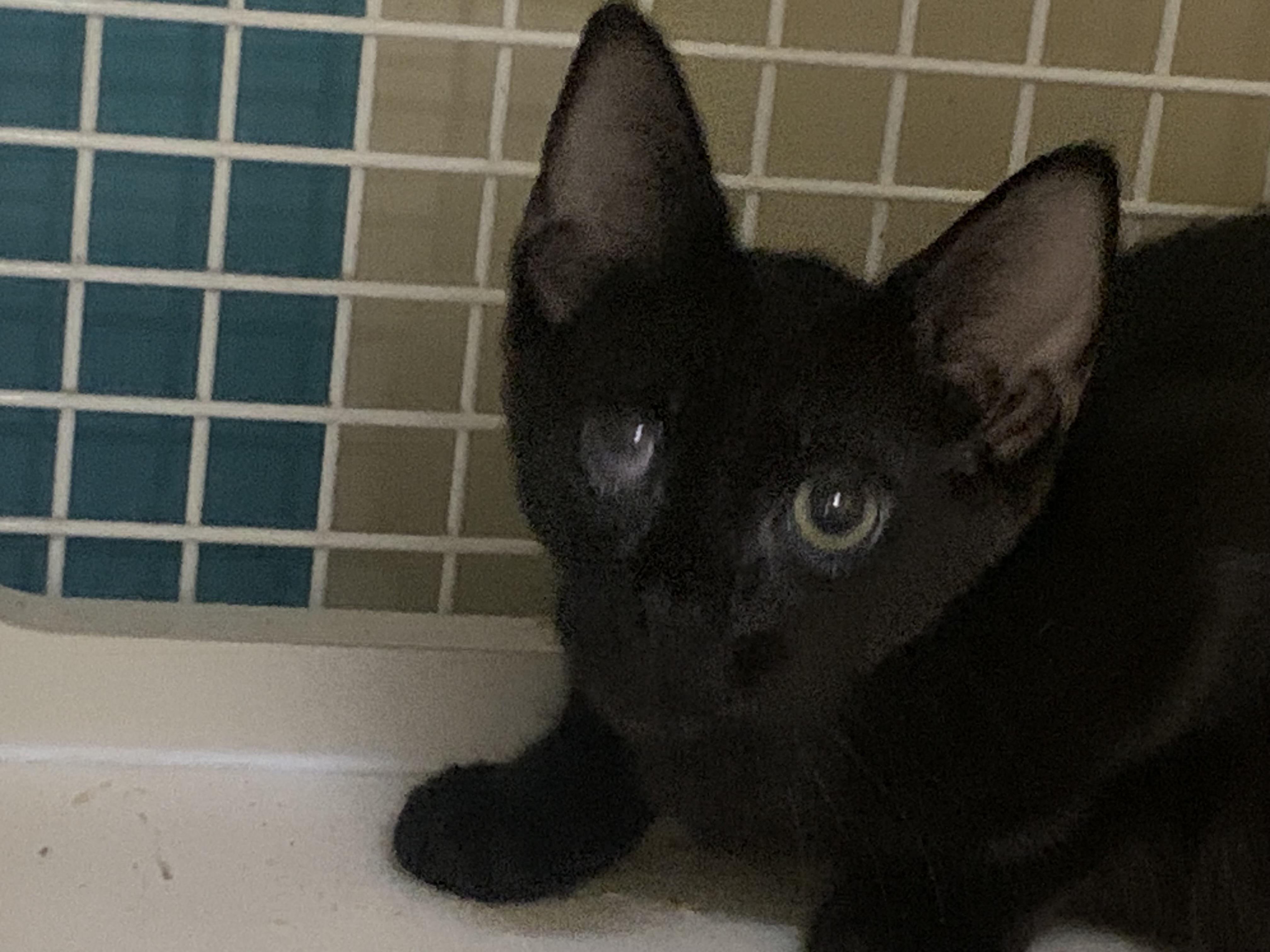 Enlarge Oak, a Adoptable Domestic Short Hair in Brooklyn, NY image 1/5