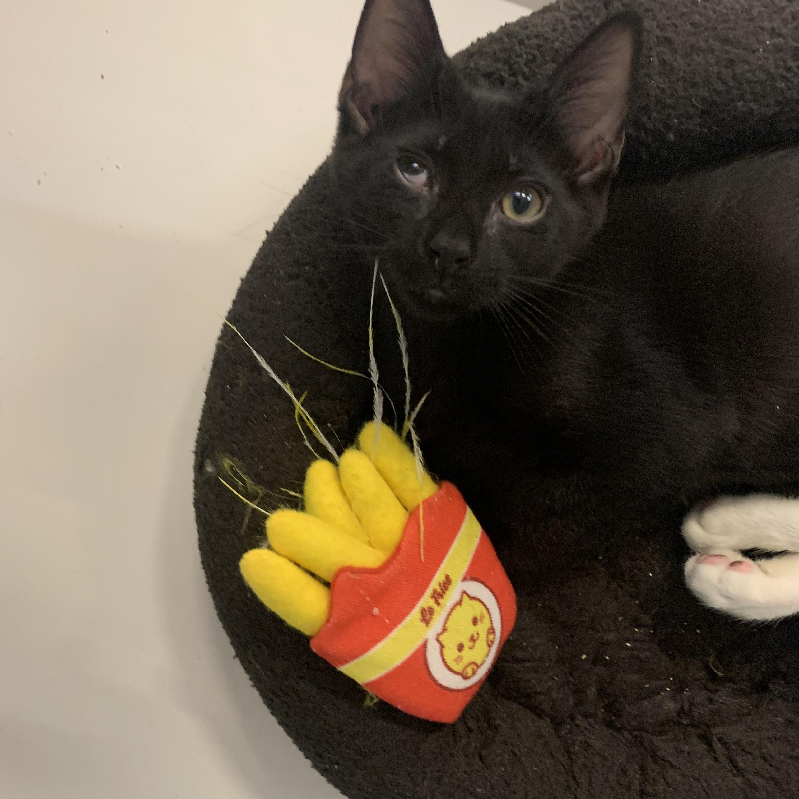 Enlarge Oak, a Adoptable Domestic Short Hair in Brooklyn, NY image 4/5