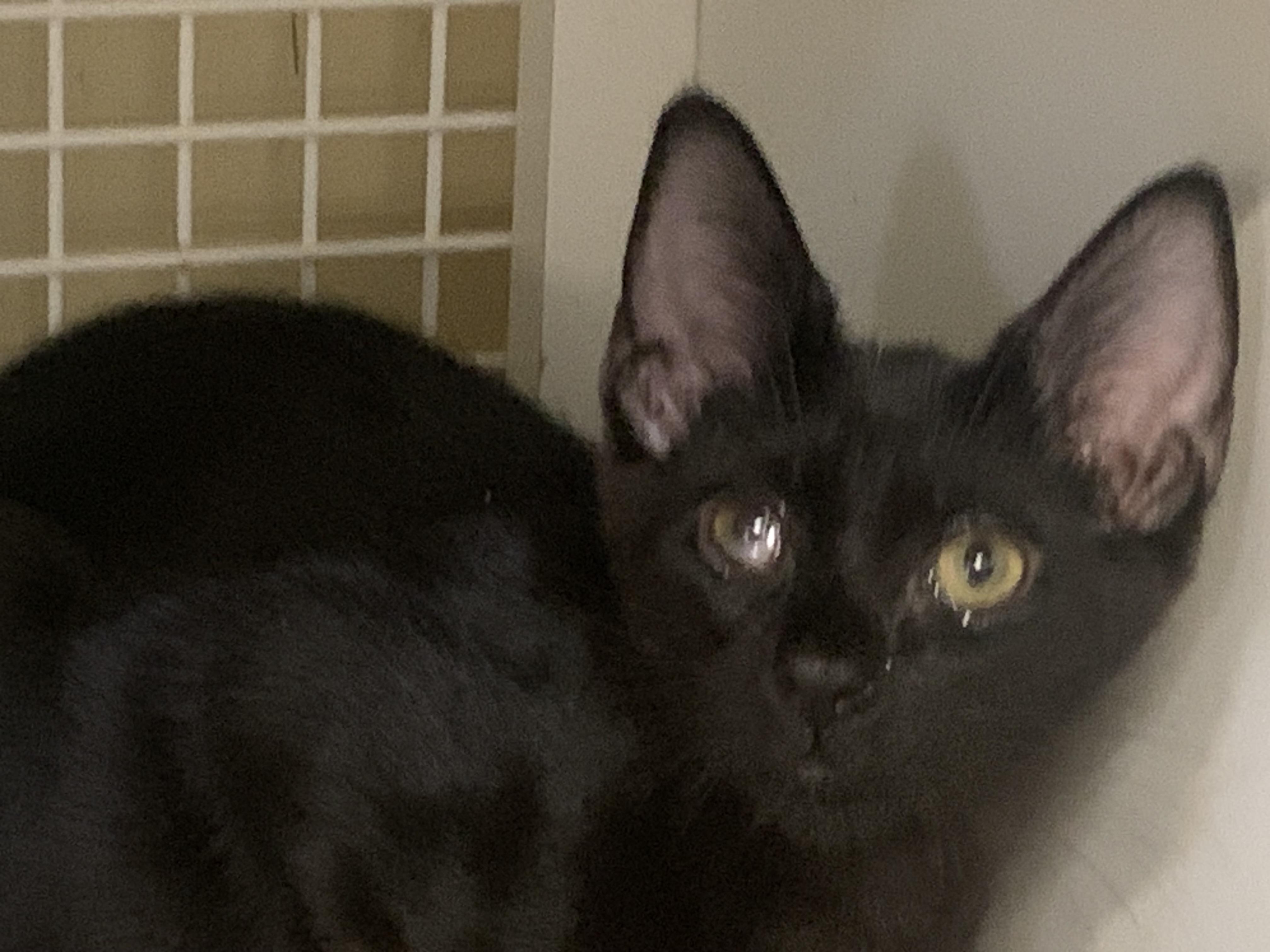 Enlarge Oak, a Adoptable Domestic Short Hair in Brooklyn, NY image 5/5