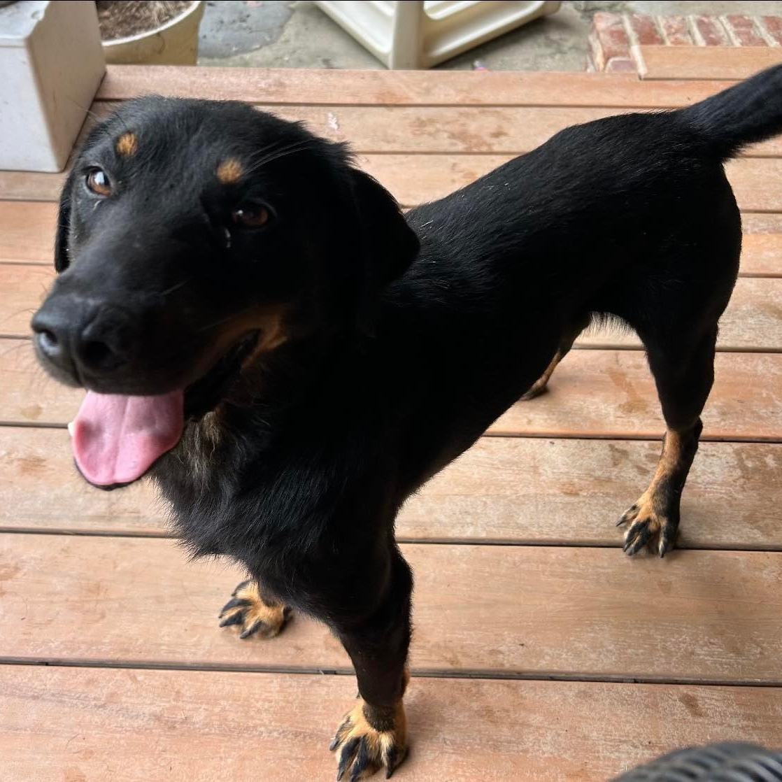 Rascal, Adoptable, Young Male Shepherd & Corgi.