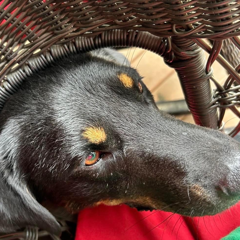 Rascal, a Adoptable mixed breed in Chattanooga, TN image 2/5