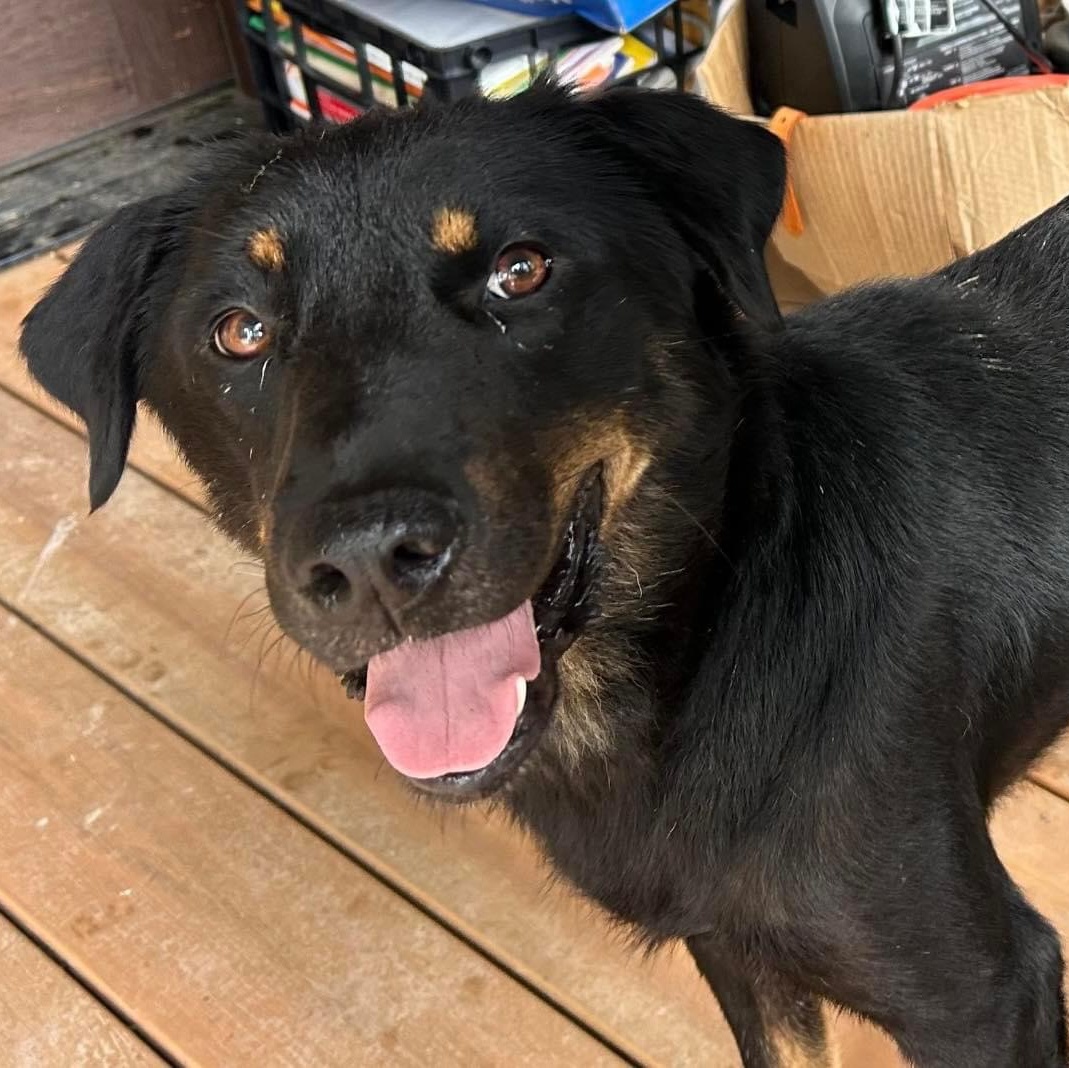 Rascal, a Adoptable mixed breed in Chattanooga, TN image 3/5