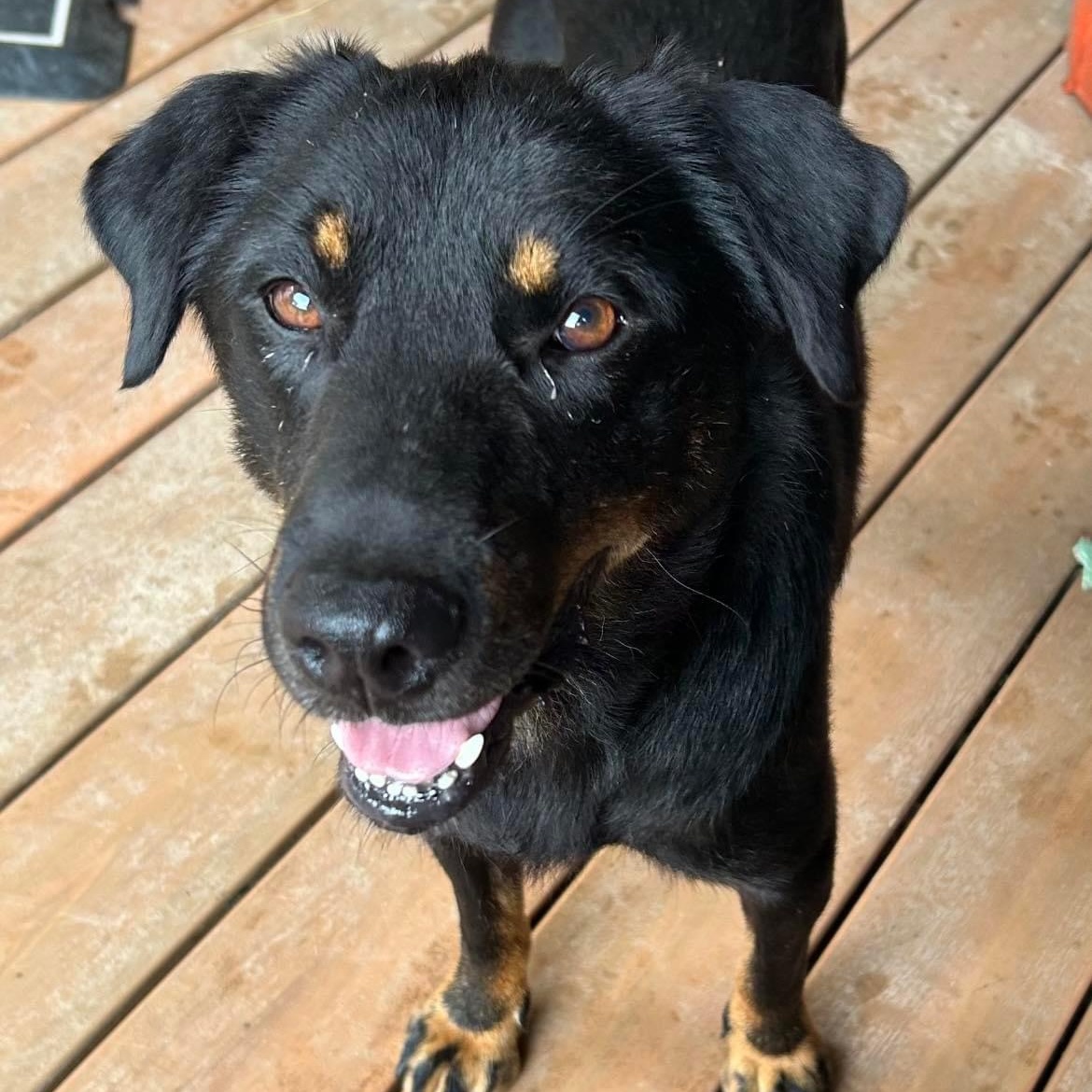 Rascal, a Adoptable mixed breed in Chattanooga, TN image 4/5