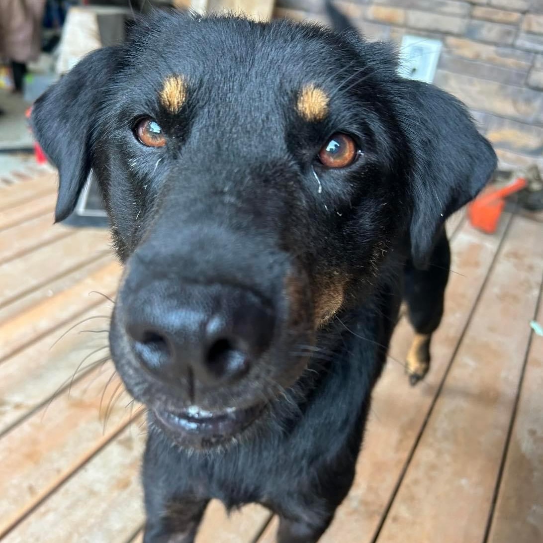 Rascal, a Adoptable mixed breed in Chattanooga, TN image 5/5