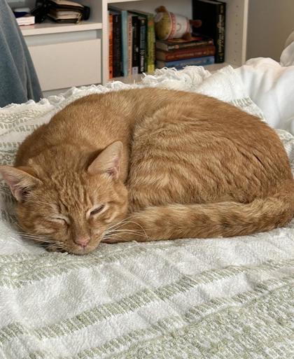 Enlarge Abnur IN FOSTER, a Adoptable Domestic Short Hair in New Orleans, LA image 1/2
