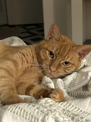 Enlarge Abnur IN FOSTER, a Adoptable Domestic Short Hair in New Orleans, LA image 2/2