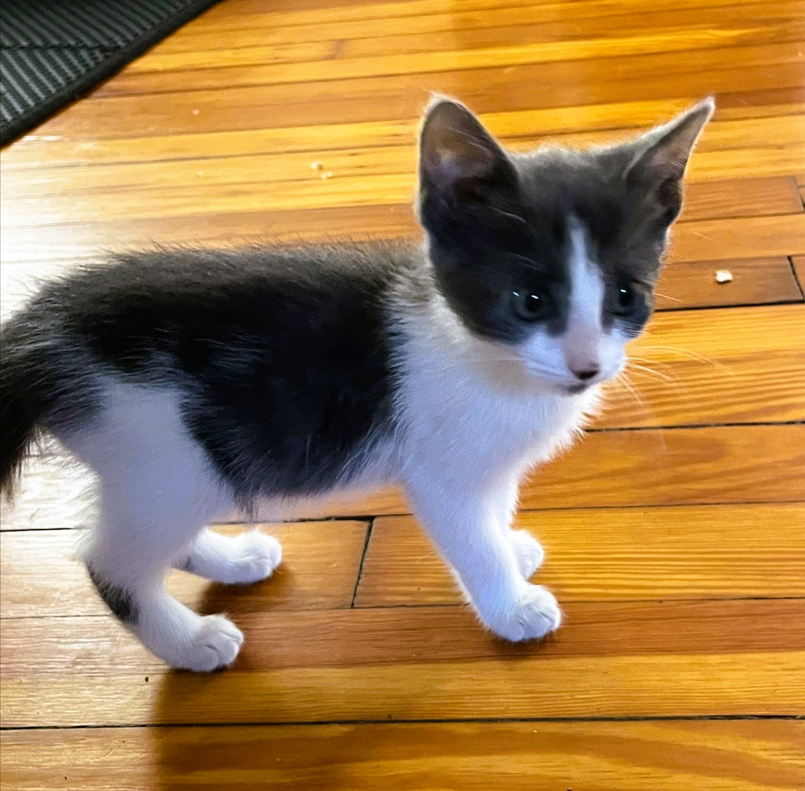 Luna, a Adopted Domestic Short Hair in Piscataway, NJ image 2/4