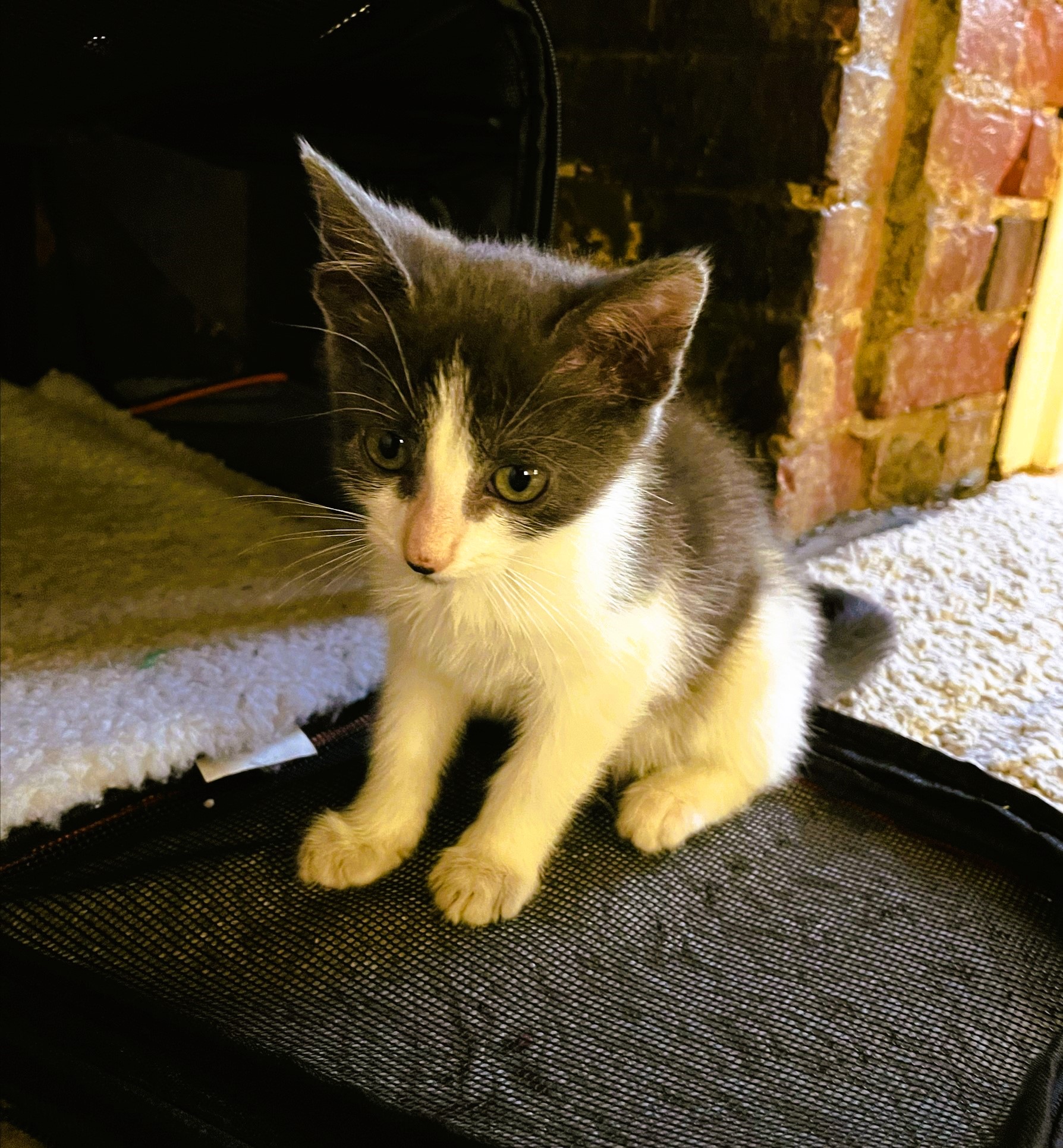 Luna, a Adopted Domestic Short Hair in Piscataway, NJ image 3/4