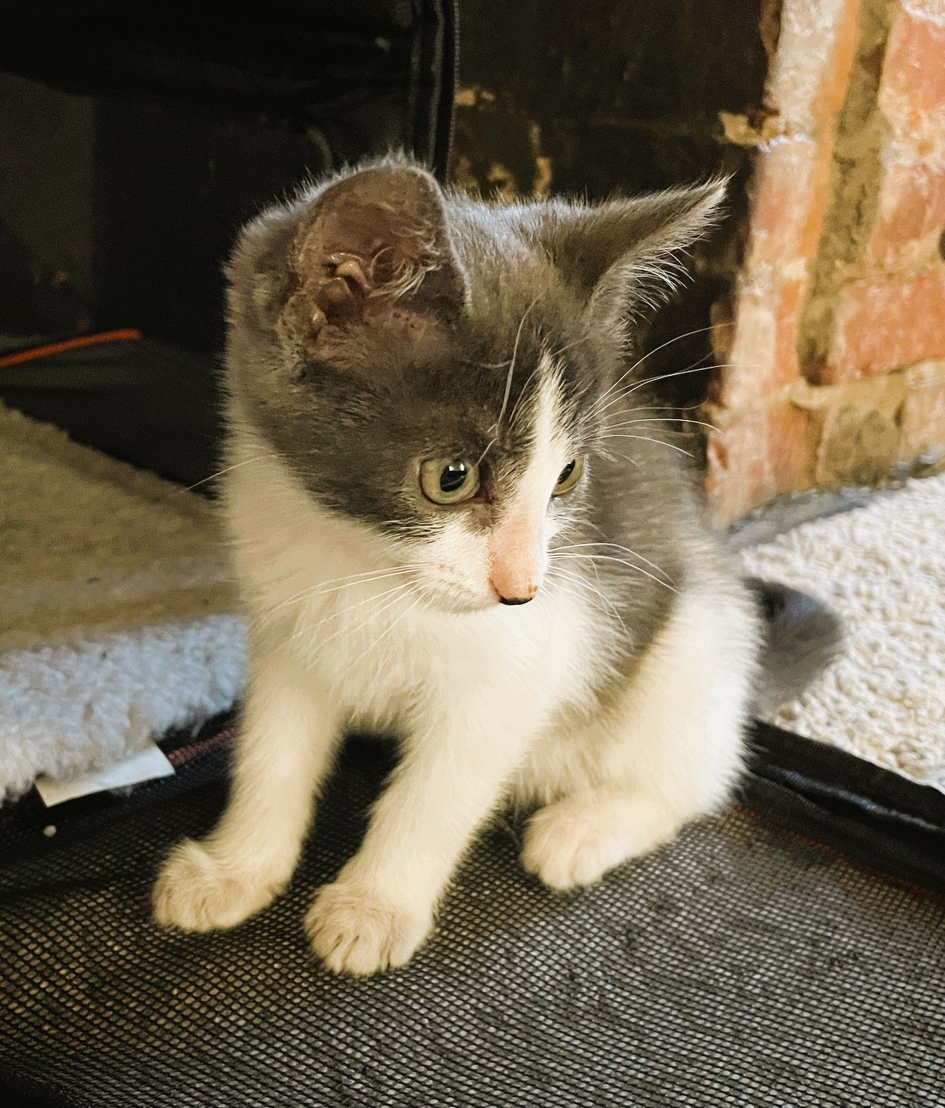 Luna, Adopted, Kitten Female Domestic Short Hair.