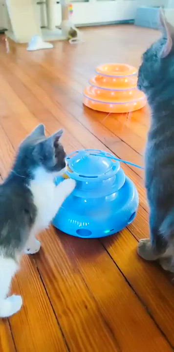 Enlarge Luna, a Adopted Domestic Short Hair in Piscataway, NJ video 4/4