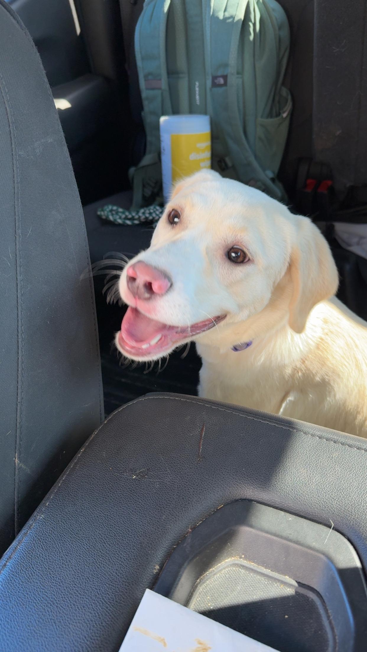 Enlarge Darla, a ADOPTABLE mixed breed in Covington, TN image 3/5