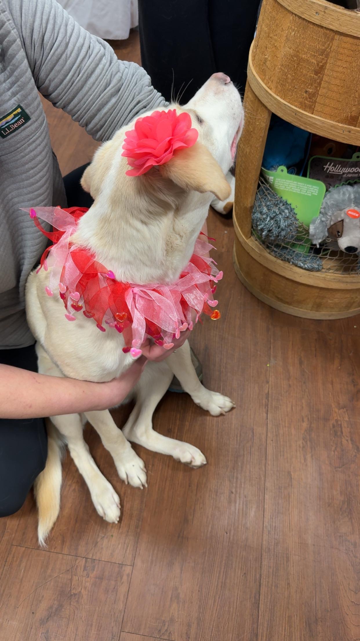 Enlarge Darla, a ADOPTABLE mixed breed in Covington, TN image 2/5