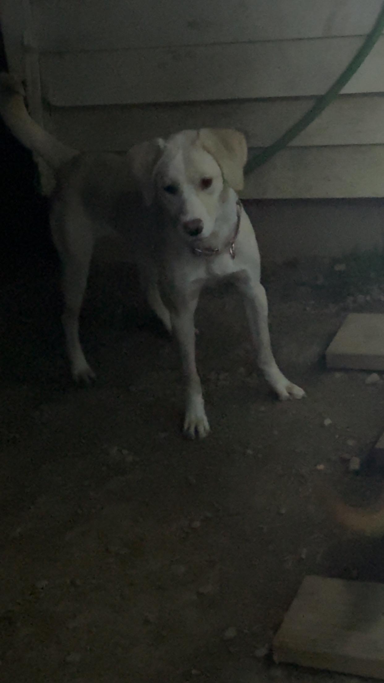 Enlarge Darla, a ADOPTABLE mixed breed in Covington, TN image 5/5