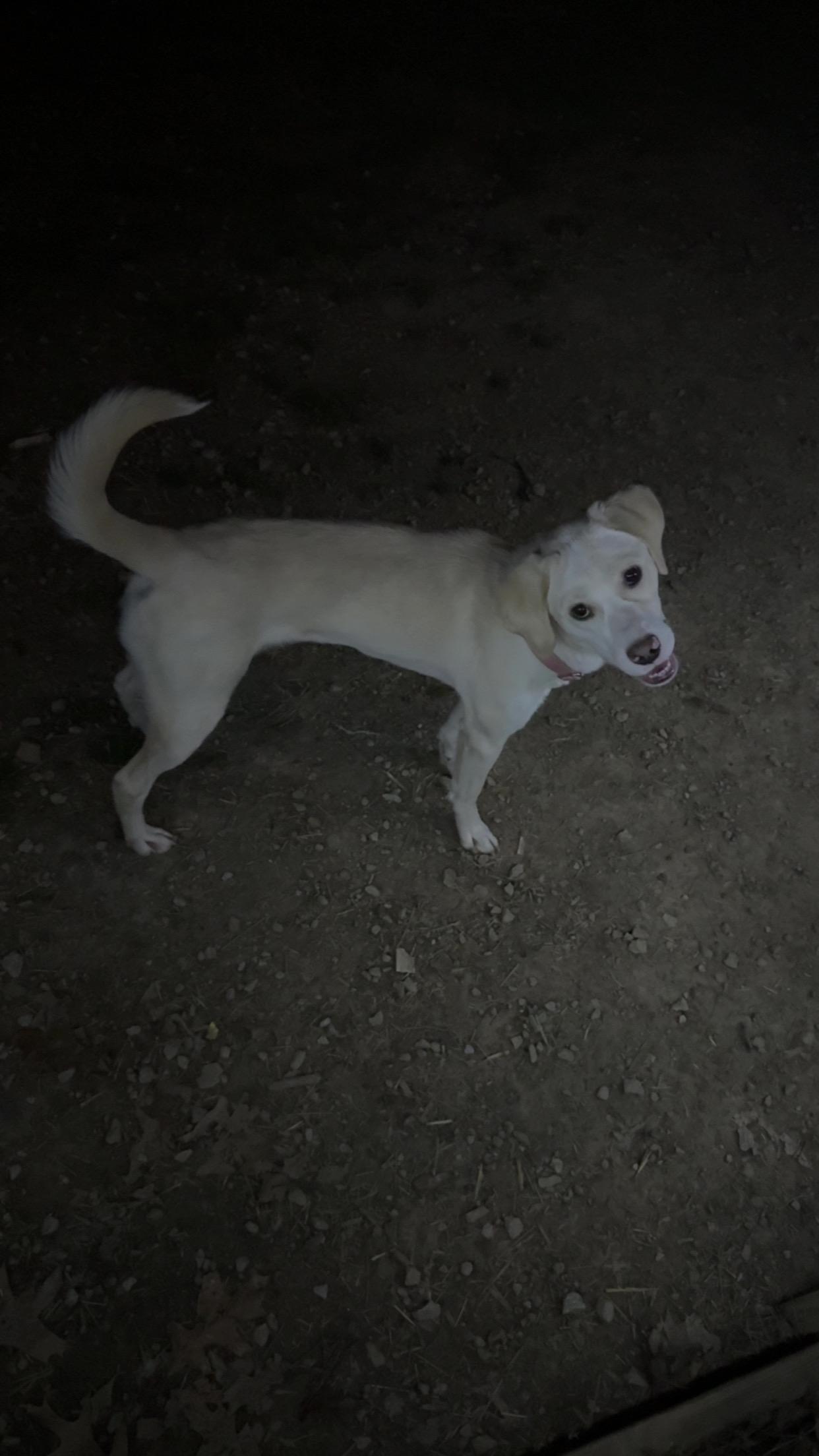 Enlarge Darla, a ADOPTABLE mixed breed in Covington, TN image 4/5