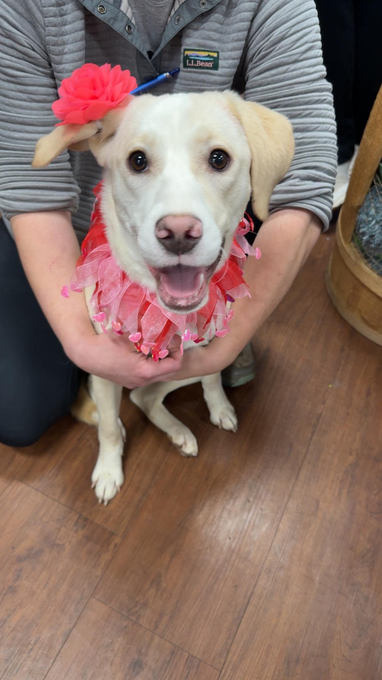 Enlarge Darla, a ADOPTABLE mixed breed in Covington, TN image 1/5