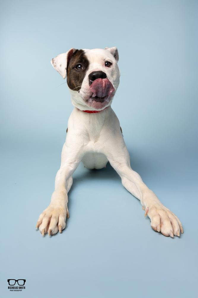 Tilly, a Adoptable mixed breed in Palatine, IL image 1/5
