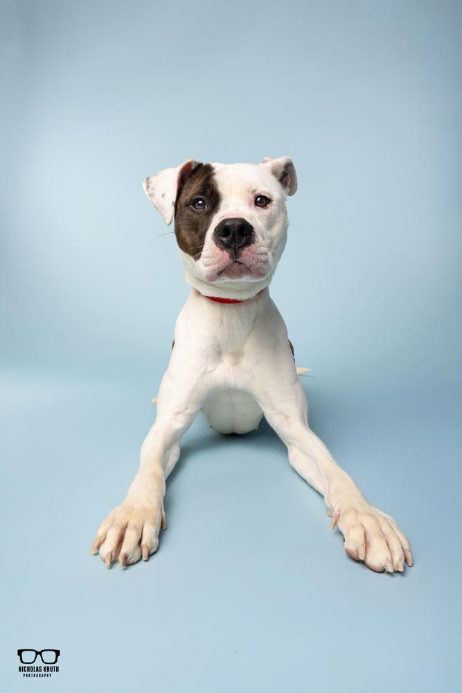 Tilly, a Adoptable mixed breed in Palatine, IL image 2/5