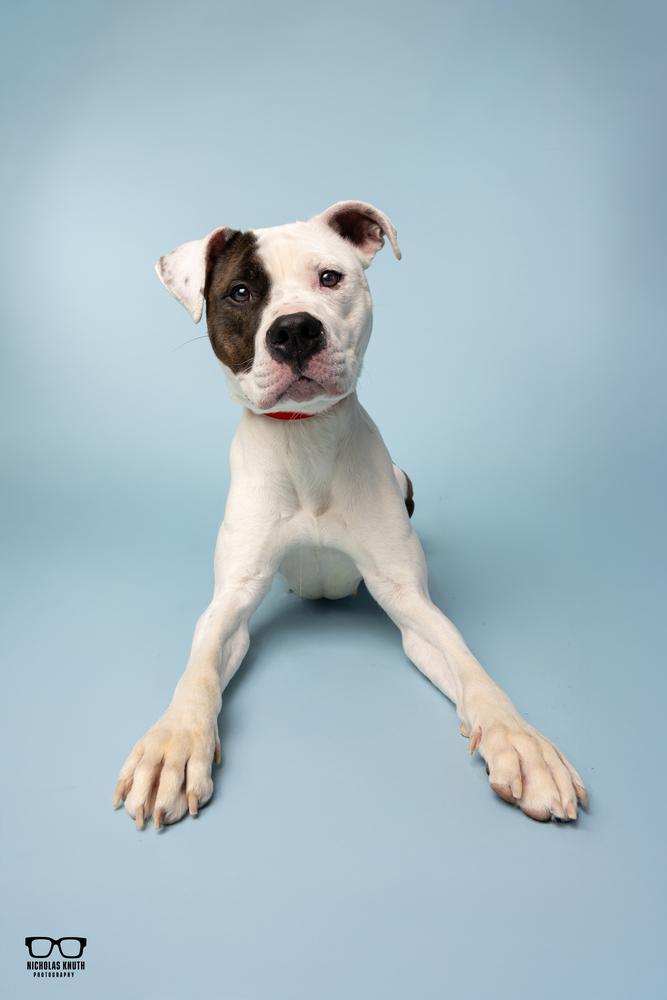 Tilly, a Adoptable mixed breed in Palatine, IL image 3/5