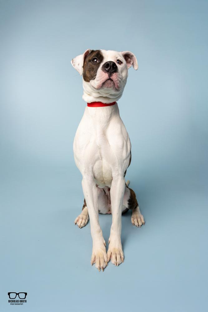 Tilly, a Adoptable mixed breed in Palatine, IL image 4/5