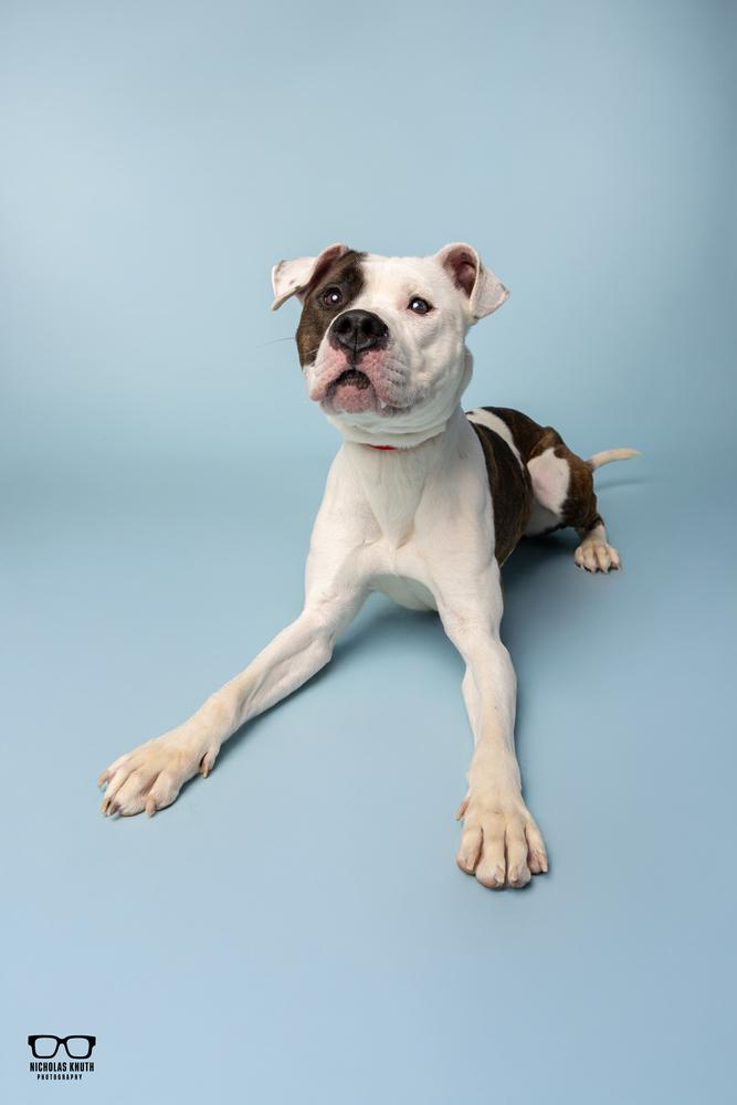 Tilly, a Adoptable mixed breed in Palatine, IL image 5/5