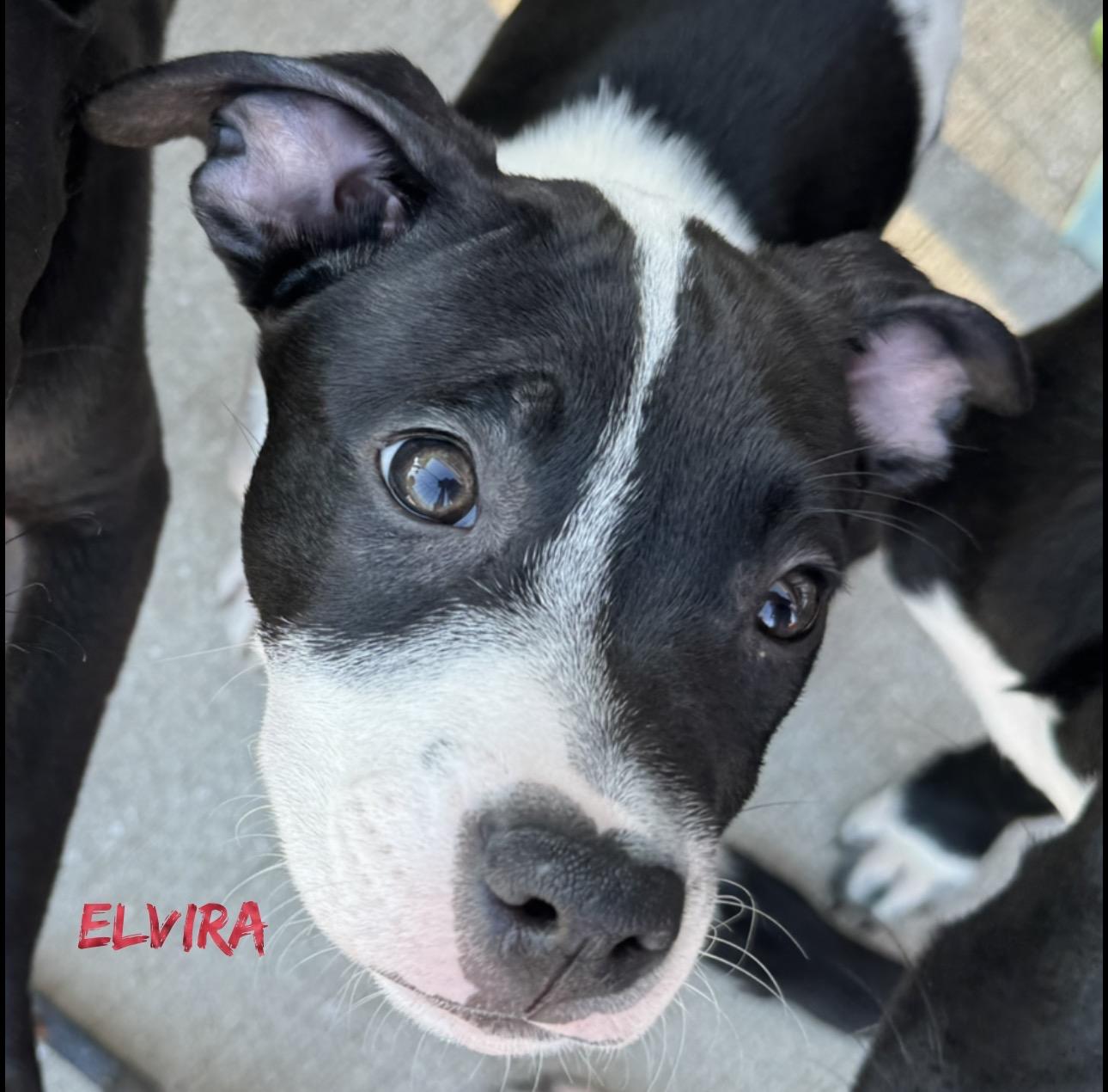 Elvira, Adoptable, Puppy Female Rat Terrier.