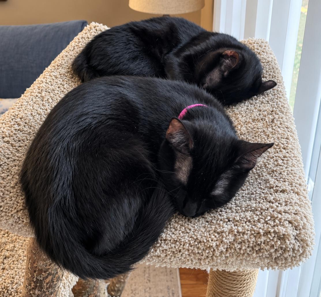 Enlarge Robin, a Adoptable Domestic Short Hair in Alexandria, VA image 3/3