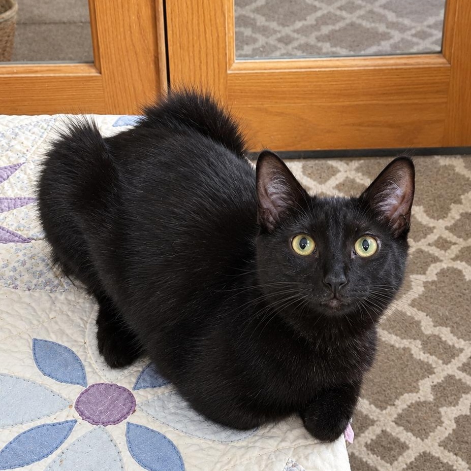 Robin, Adoptable, Kitten Female Domestic Short Hair.