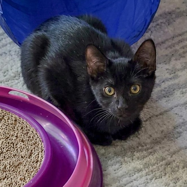 Enlarge Robin, a Adoptable Domestic Short Hair in Alexandria, VA image 2/3