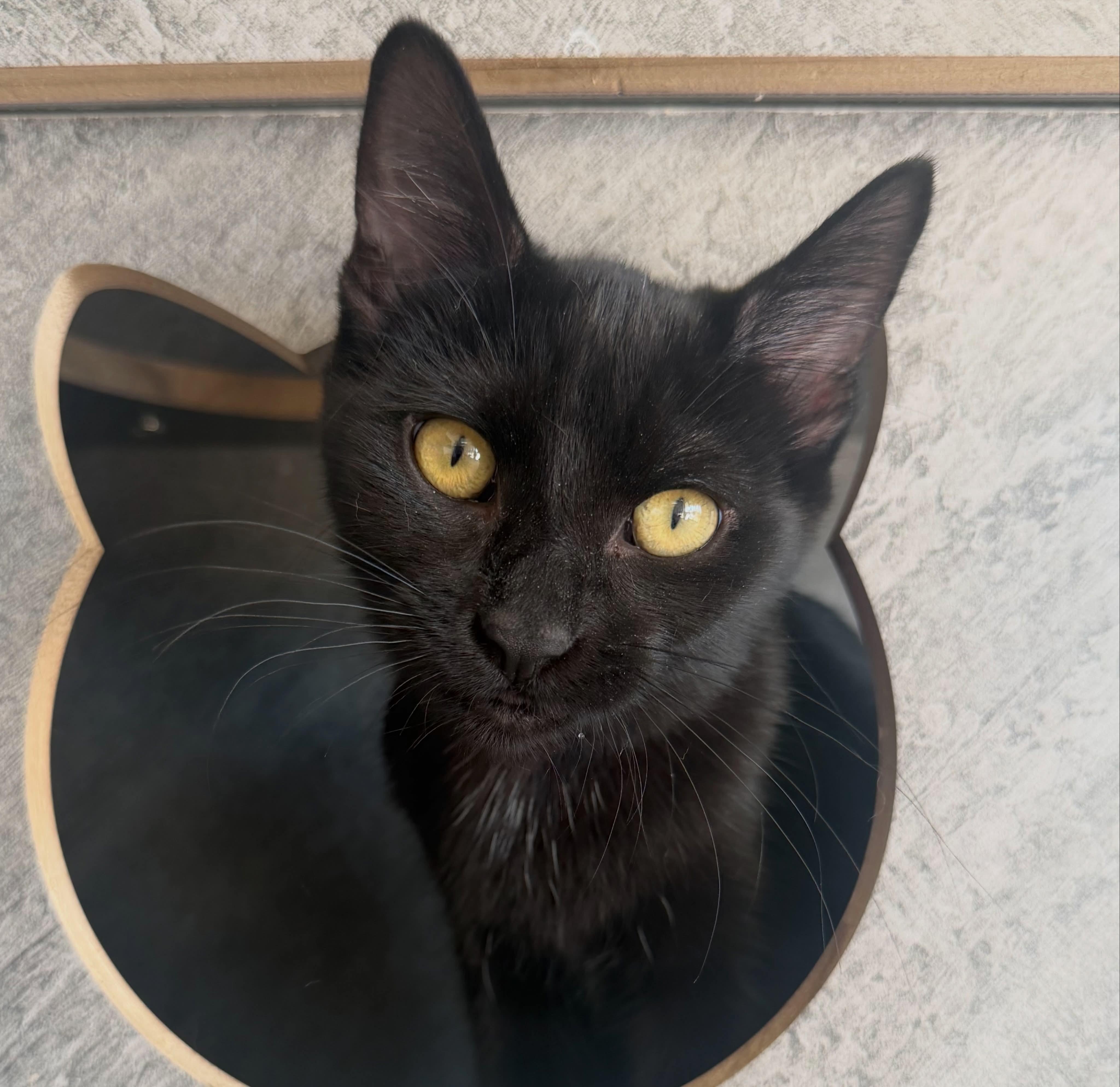 Robin, Adoptable, Kitten Female Domestic Short Hair.